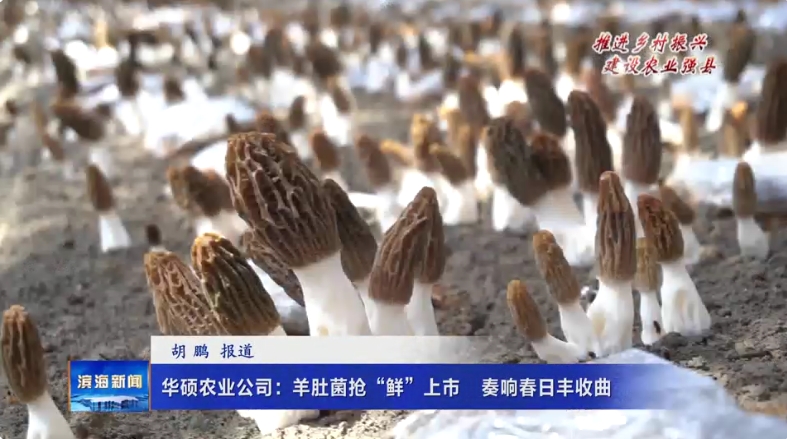 【推進鄉(xiāng)村振興建設(shè)農(nóng)業(yè)強縣】華碩農(nóng)業(yè)公司：羊