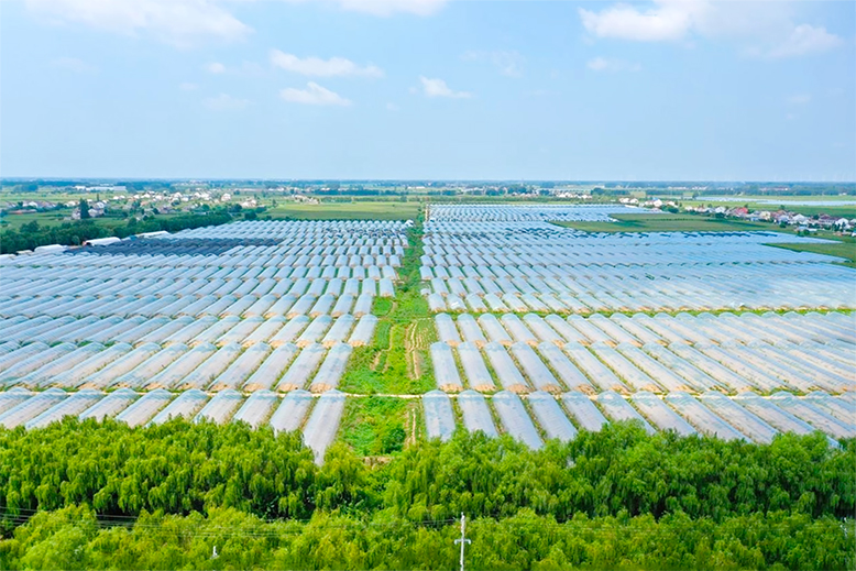 八巨鎮(zhèn)巨峰村打造500余畝設(shè)施果蔬示范基地