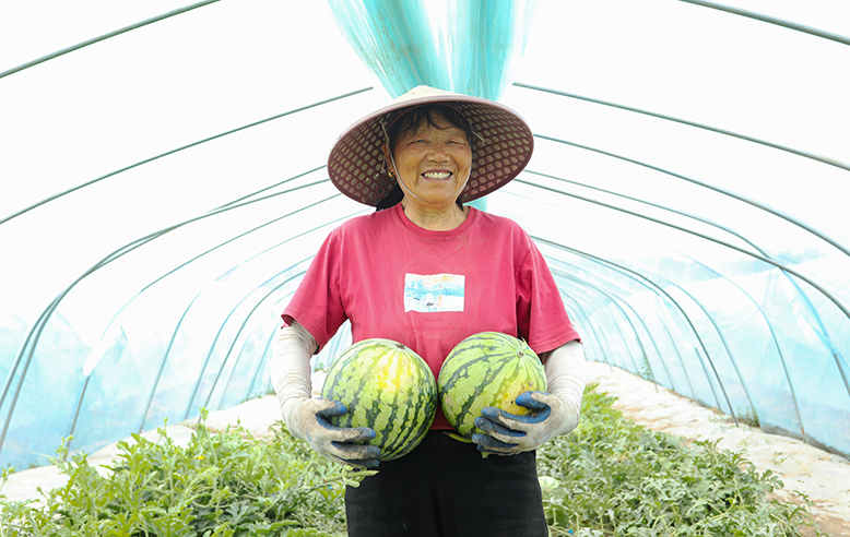 界牌鎮(zhèn)香果園家庭農(nóng)場村民采摘西瓜