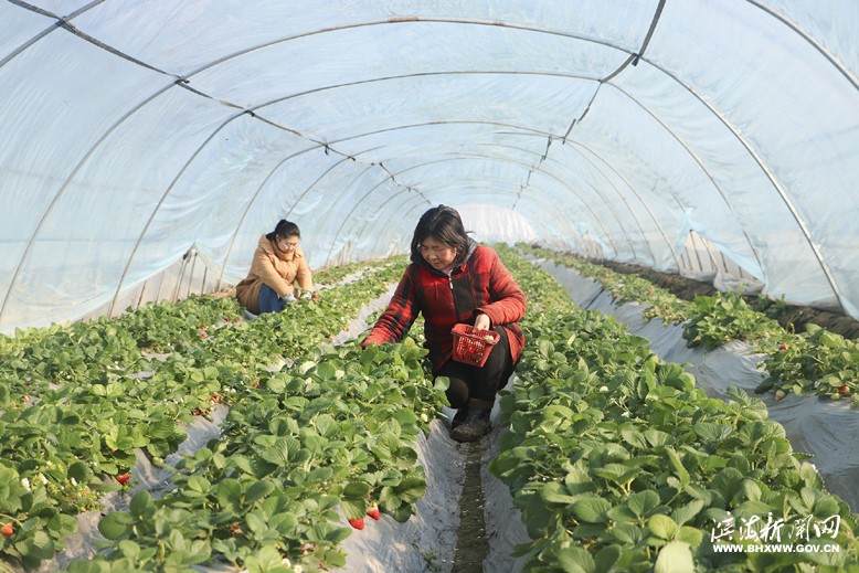 界牌鎮(zhèn)竹林水果種植家庭農(nóng)場