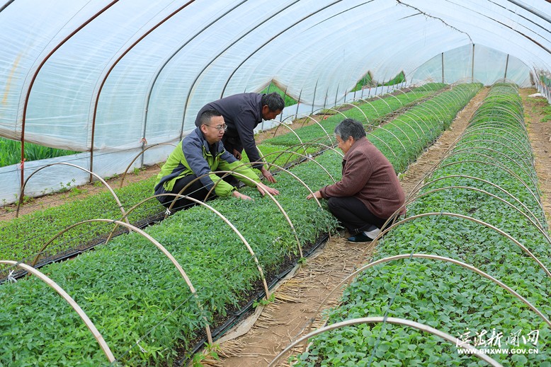 天場鎮(zhèn)農(nóng)業(yè)中心技術人員到地頭指導群眾學習育苗技術