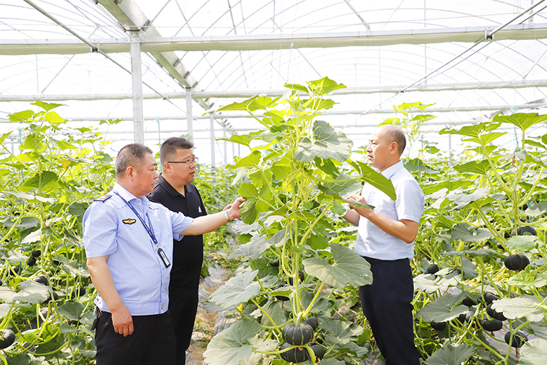 縣植保站技術(shù)人員到縣農(nóng)業(yè)園瑞杰公司南瓜種植基地現(xiàn)場指導(dǎo)