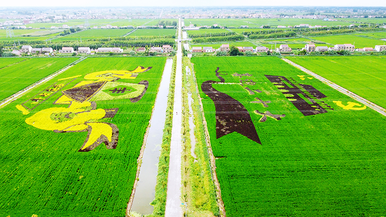 五汛鎮(zhèn)范場(chǎng)村“喜迎二十大”“豐收范場(chǎng)”彩色稻田畫(huà)