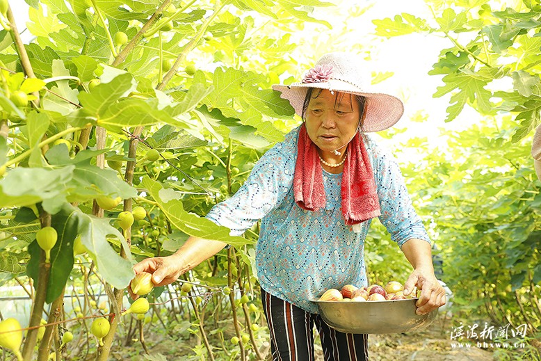 通榆鎮(zhèn)守根家庭農(nóng)場(chǎng)無(wú)花果迎來豐收季