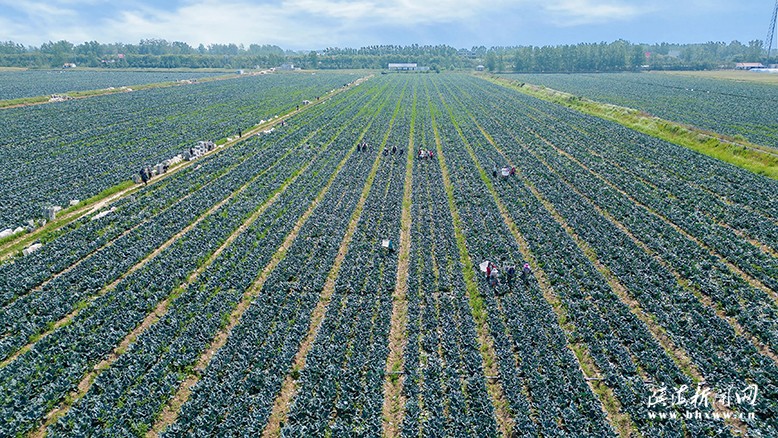界牌鎮(zhèn)官莊村品順農(nóng)業(yè)發(fā)展有限公司基地西蘭花迎來(lái)采收期